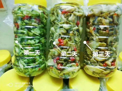 零投資高回報，攜手賀州壽城，共筑地瓜產業新篇章