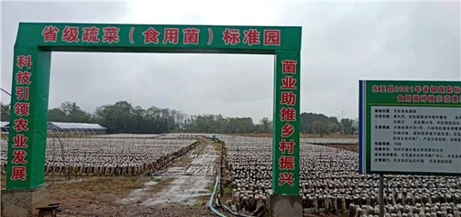 東至縣創建省級蔬菜園 深化初加工，繪就鄉村振興新藍圖